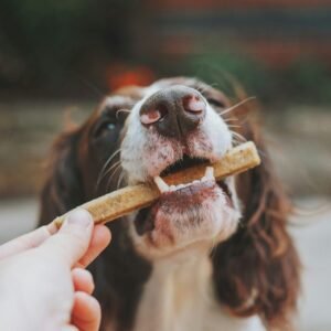 person holding brown wooden stick with white and black short coated dog